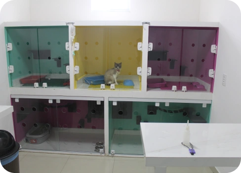 clinica-veterinaria-alayn-freire-uniao-dos-palmares-internamento-gatos
